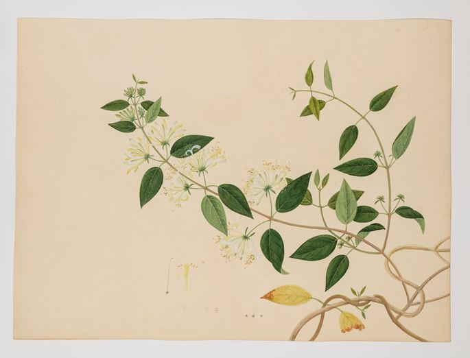 A Collection of Botanical Studies Attributed to Win Achun | MasterArt